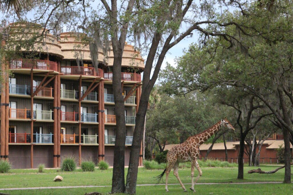 A giraffe walks on the savanna at Animal Kingdom Lodge's Kidani Village DVC area.