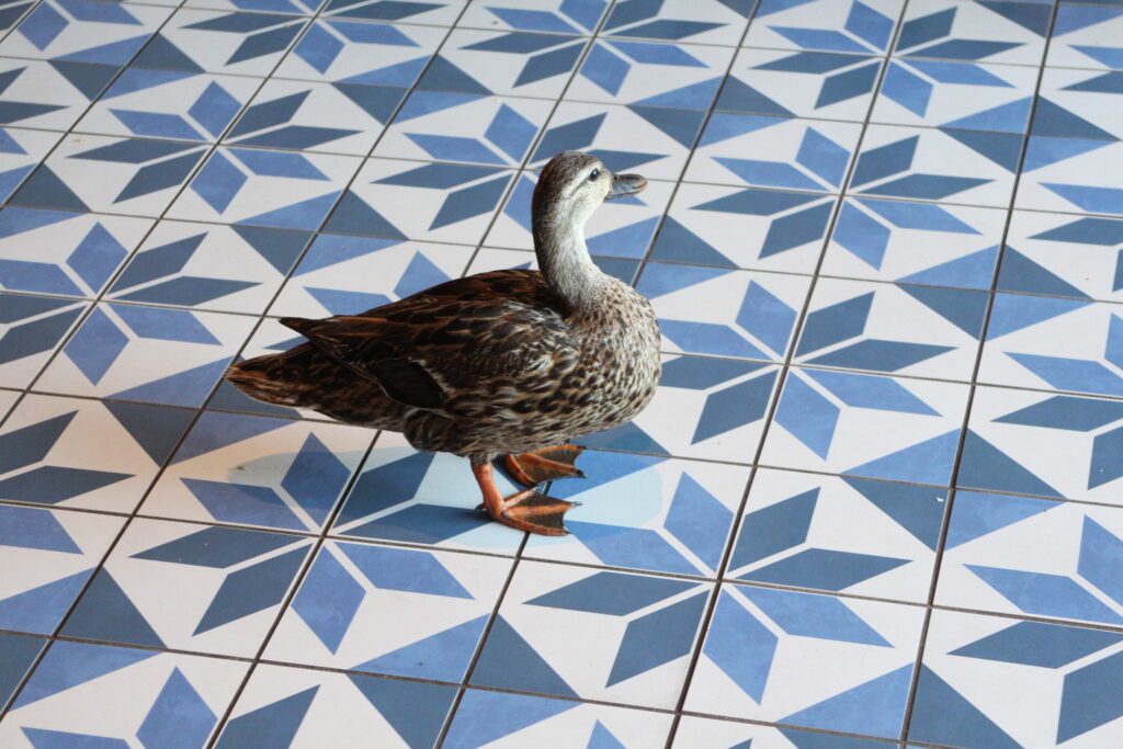 A duck stands on a blue and white tile floor.