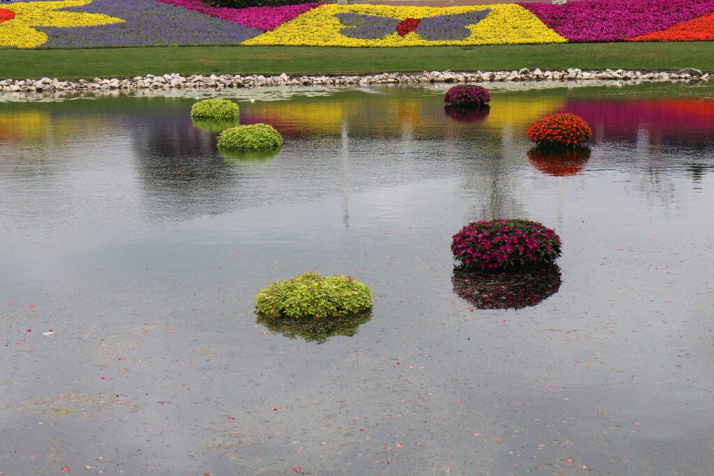 A pond with floating flowers.