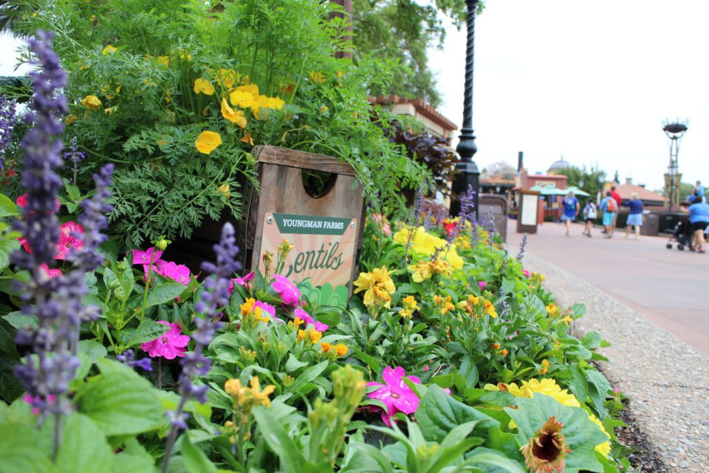 A garden with a sign that says Youngman Farms Lentils.